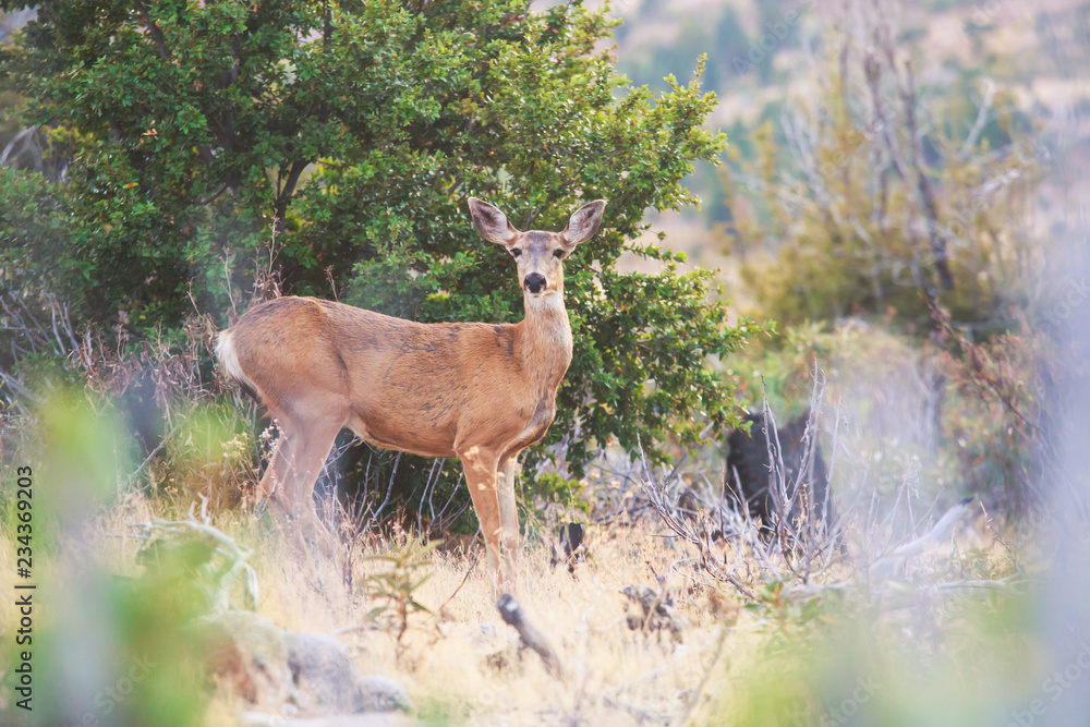 Naklejka premium Close up view of young black-tailed deer, Yosemite National Park, California, USA