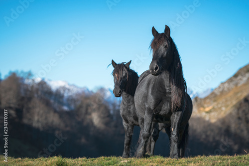 Obraz na plátně chevaux de merens