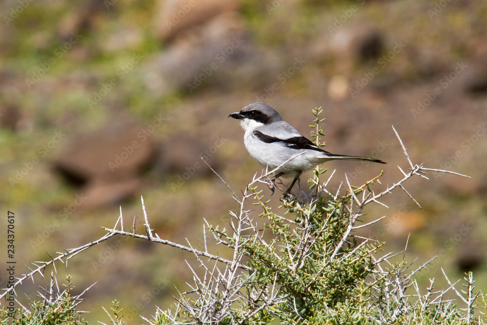 Südlicher Raubwürger Lanius meridionalis koenigi Südlicher Raubwürger Lanius meridionalis koenigi