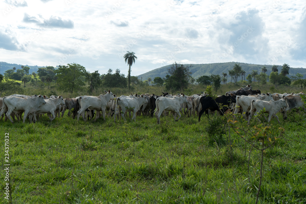 calves on pasture