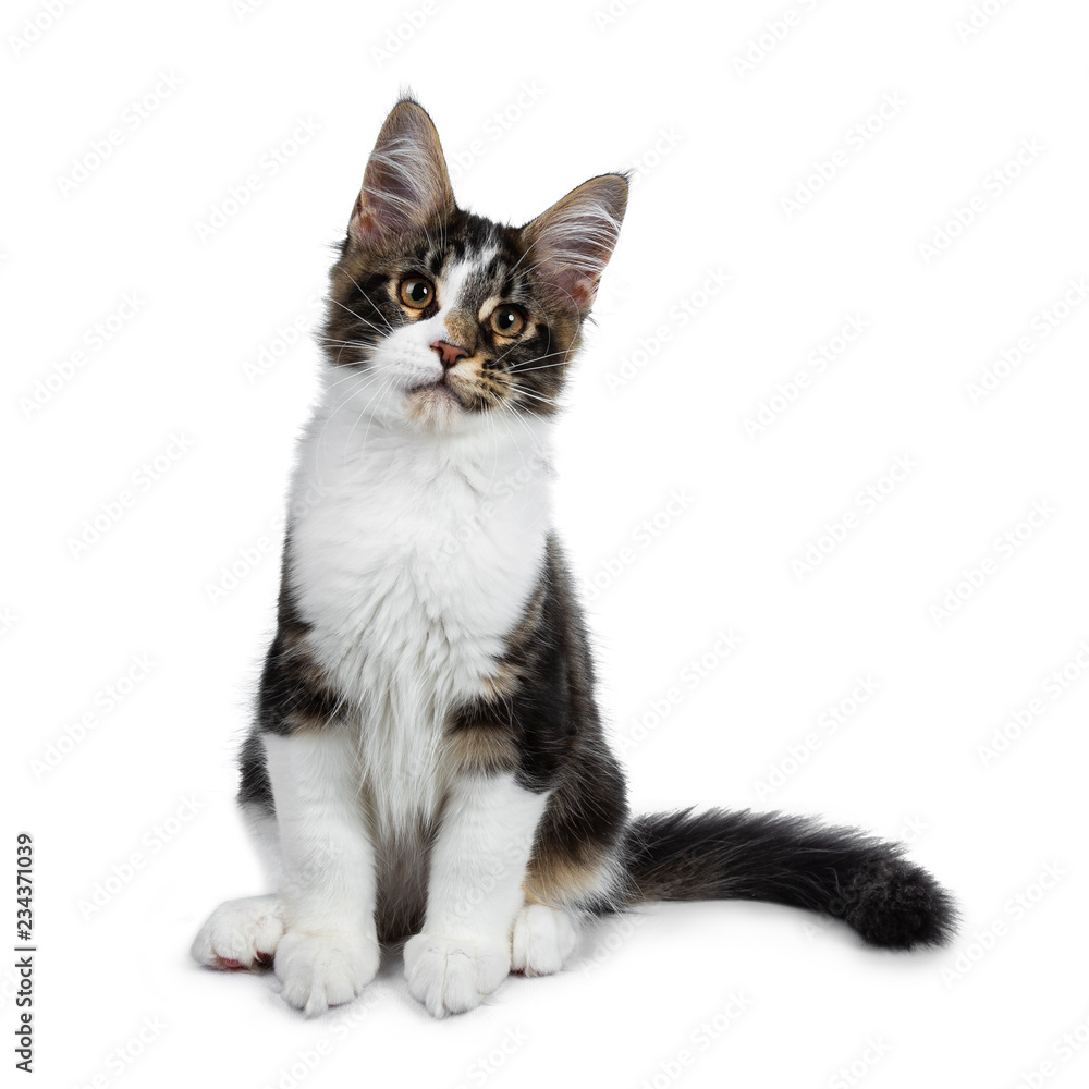 Cute black tabby with white Maine Coon cat kitten sitting front view straight up, looking beside camera with tilted head. Isolated on white background. Tail curled beside body.