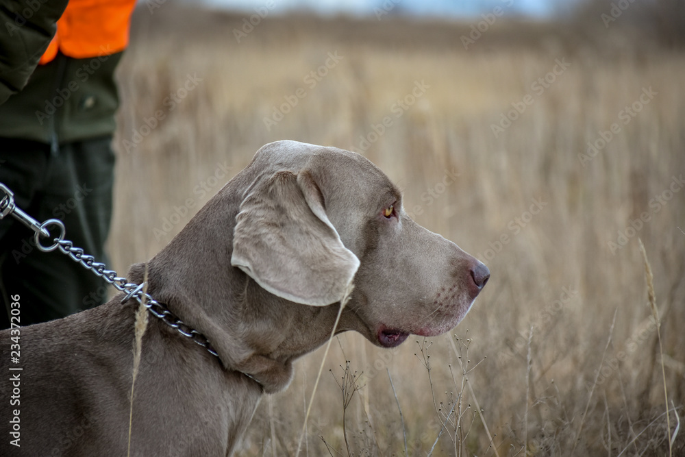 Portrait of a hunting dog. Weimaraner. Weimar Pointer. View of the dog on the right.