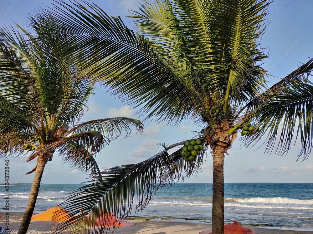 Fototapeta premium Coqueiros na praia - Porto de Galinhas/PE