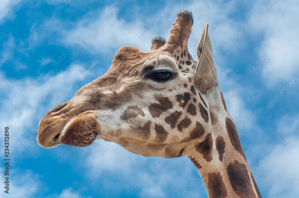 Giraffe with blue sky background