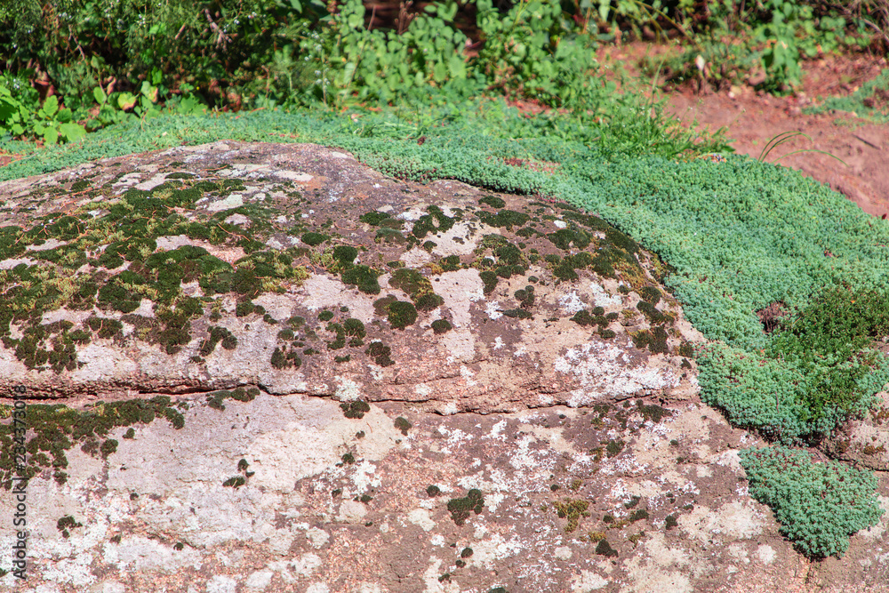 colorful lichen on a stone