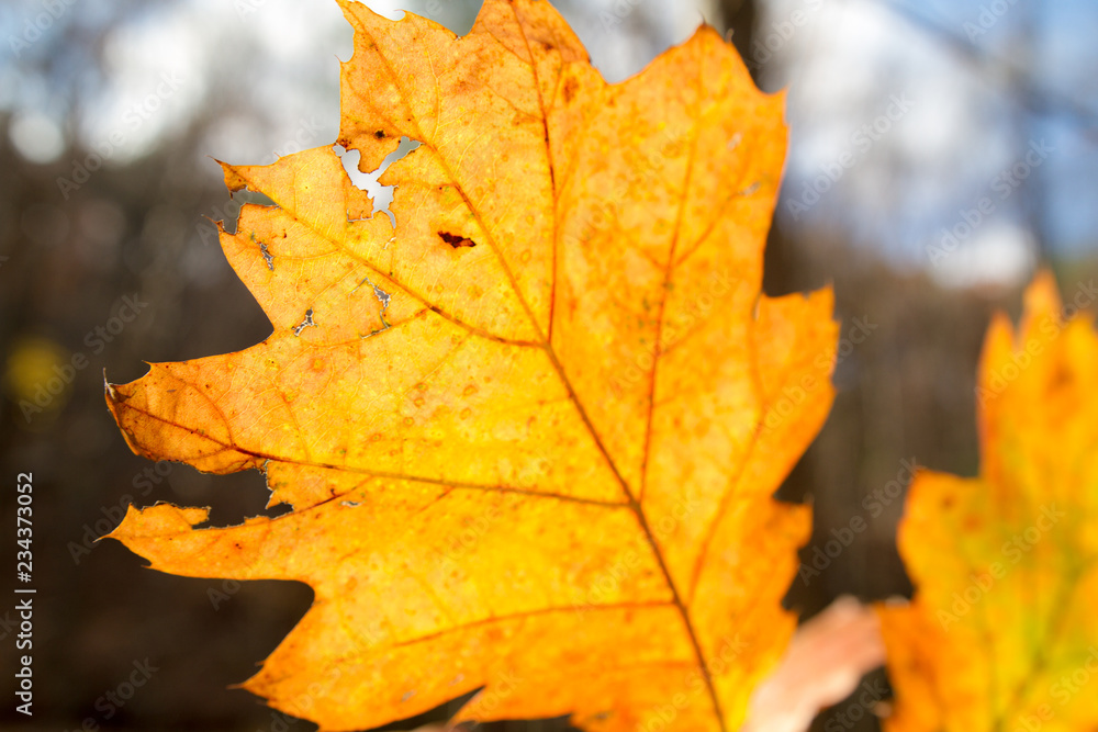 Close Up Golden Yellow, Orange Leaves