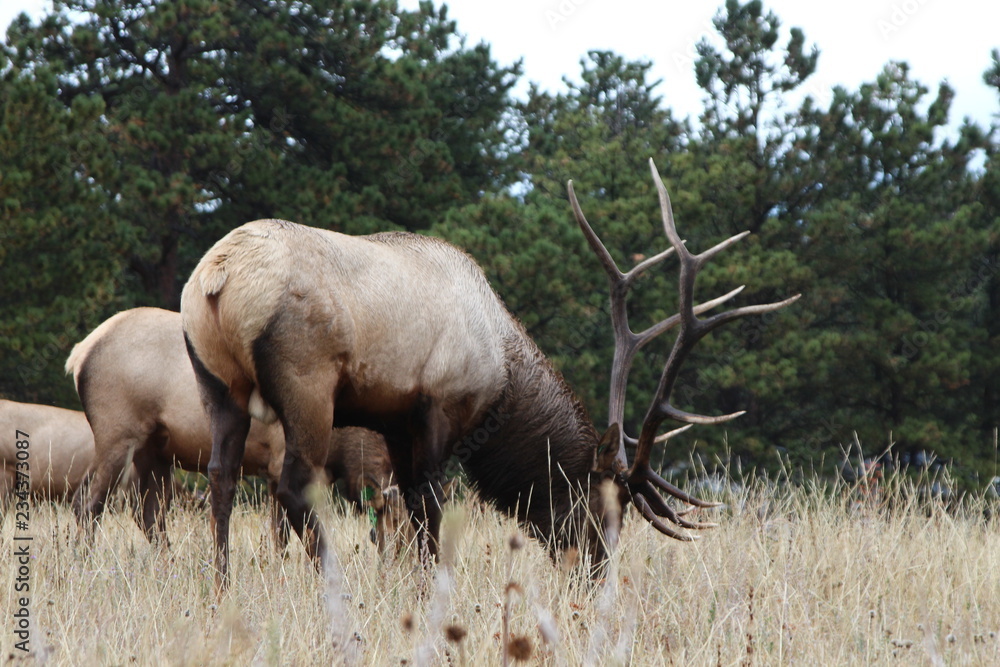 Naklejka premium bull elk