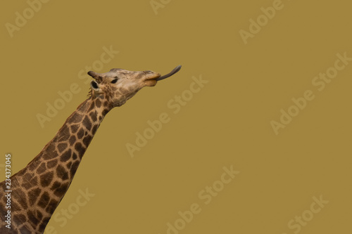 portrait of isolated giraffe sticking tongue out on colorful background