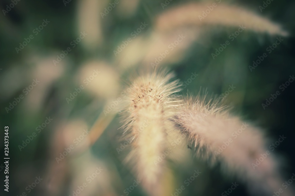 Flower grass On the road, travel ideas, the way to expand business to the world. Flower grass On the road, travel ideas, the way to expand business to the world.