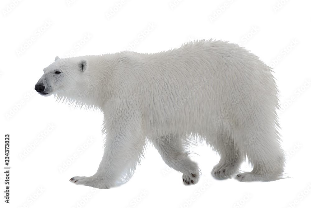 Fototapeta premium Polar bear isolated on white background