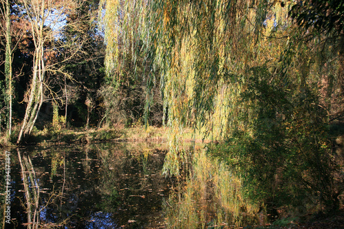 Un étang qui abrite tout un écosystème