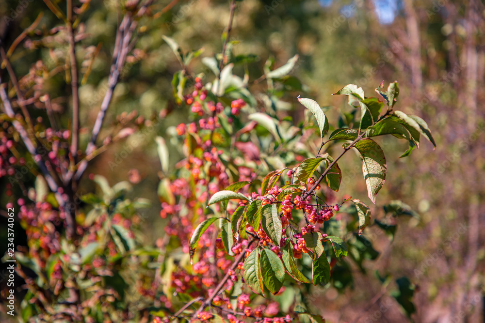 ripe berries
