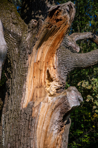 broken oak photo