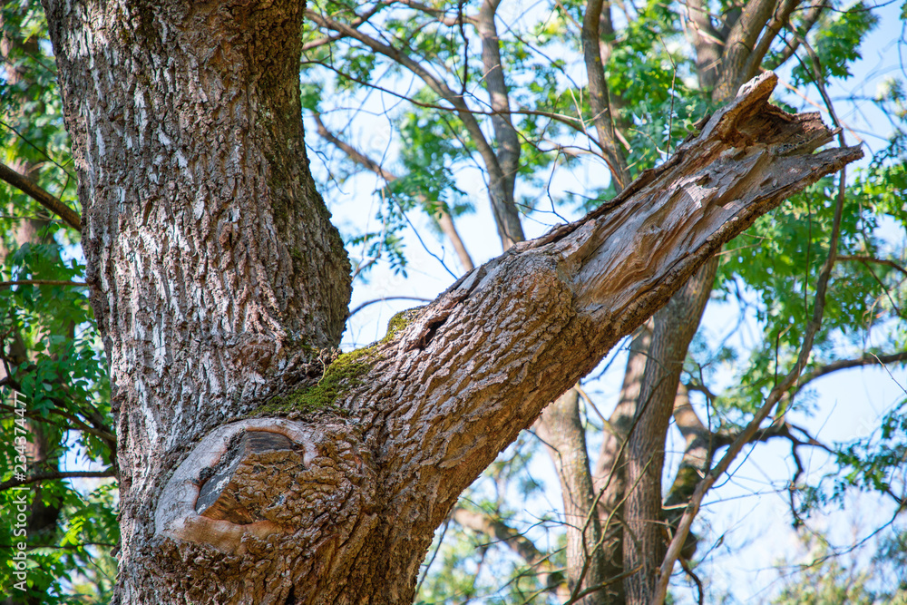 Fototapeta premium moss on a tree