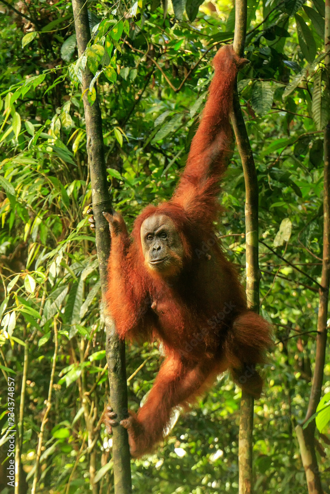 Naklejka premium Female Sumatran orangutan hanging in the trees, Gunung Leuser National Park, Sumatra, Indonesia