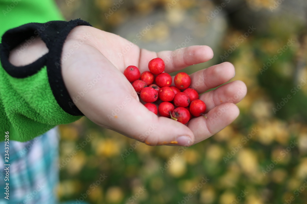hand picking red berries hand picking red berries
