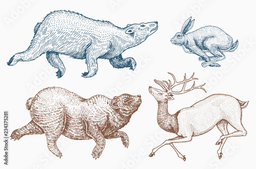 Soaring Hare Rabbit northern brown Bear Deer. Set of Wild forest animal jumping up. Vintage style. Engraved hand drawn sketch.