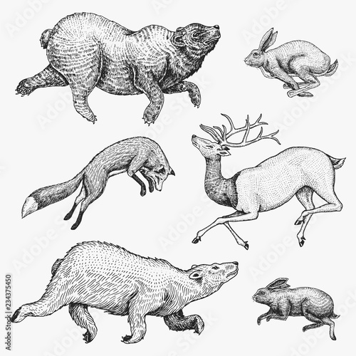 Soaring red Fox Hare Rabbit northern brown Bear Deer. Set of Wild forest animal jumping up. Vintage style. Engraved hand drawn sketch.