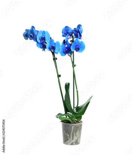 Fototapeta Naklejka Na Ścianę i Meble -  Beautiful tropical orchid flower in pot on white background