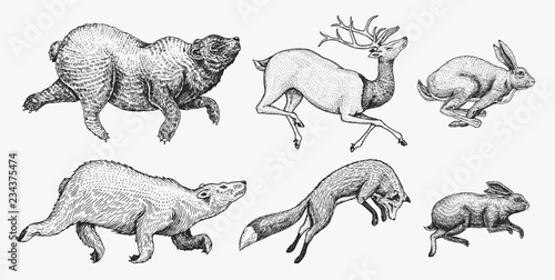 Soaring Hare Rabbit northern brown Bear Deer. Set of Wild forest animal jumping up. Vintage style. Engraved hand drawn sketch.