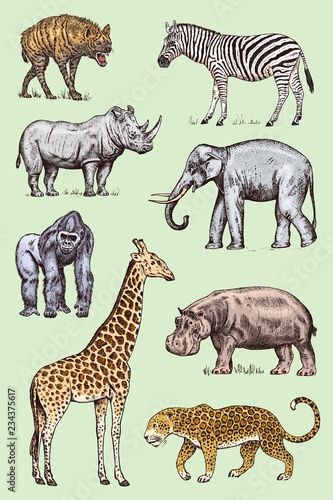 Set of African animals. Rhinoceros Elephant Giraffe Hippopotamus Leopard Hyena Western gorilla Wild zebra. Engraved hand drawn Vintage old monochrome safari sketch. Vector illustration. © artbalitskiy