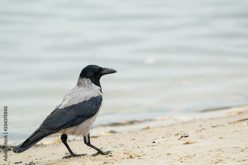 Hooded crow standing at waterfront on the sand Hooded crow standing at waterfront on the sand