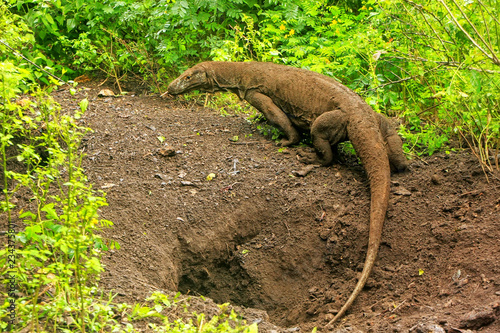 Komodo dragon walking out of a hole on Rinca Island in Komodo National Park, Nusa Tenggara, Indonesia photo