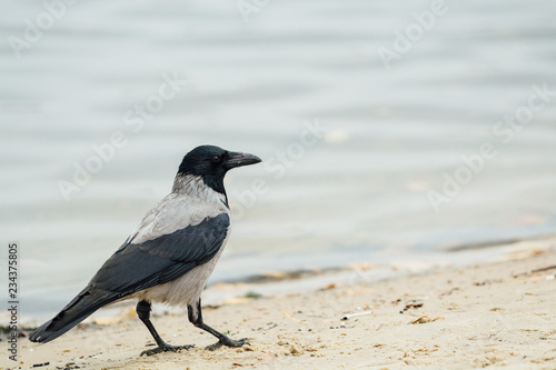 Hooded crow standing at waterfront on the sand