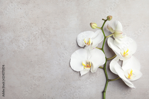 Branch with beautiful tropical orchid flowers on grey background, top view. Space for text