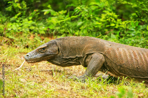 Komodo dragon walking on Rinca Island in Komodo National Park  Nusa Tenggara  Indonesia