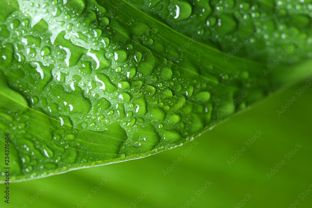 Macro view of water drops on green leaf Macro view of water drops on green leaf