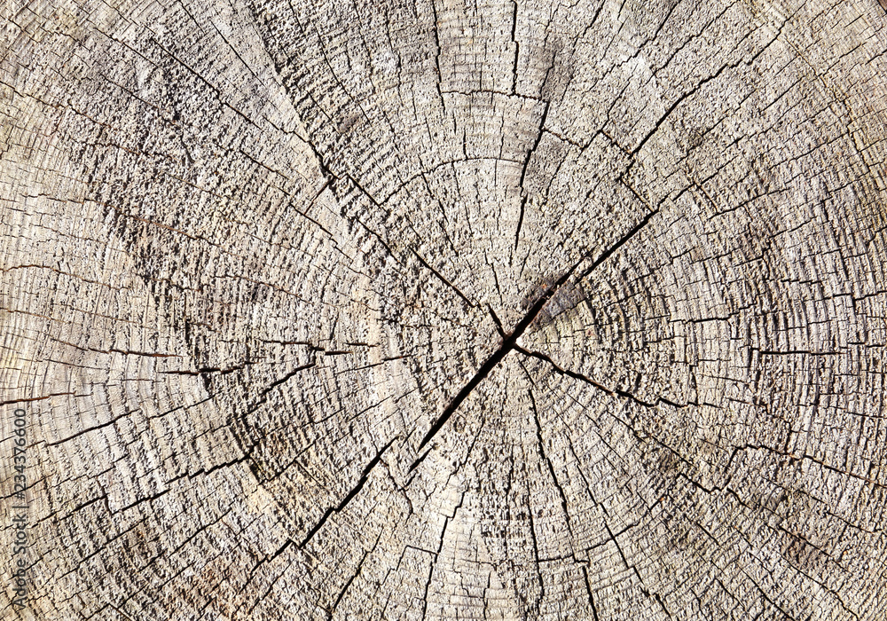 Fototapeta premium Wooden surface of stump as background, closeup