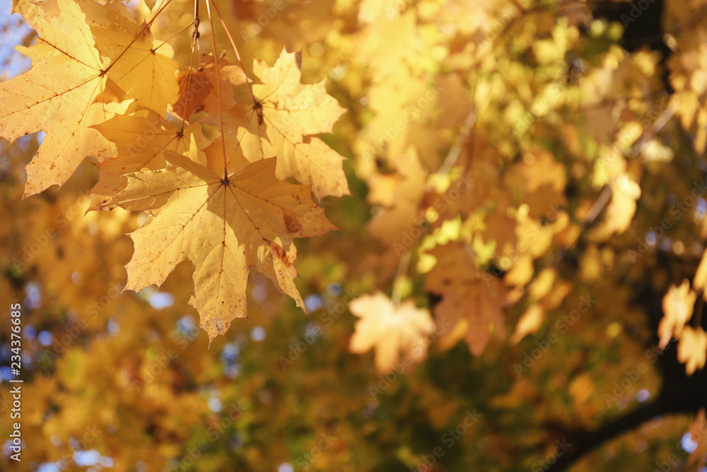 Fototapeta premium View of tree branches with autumn leaves in park