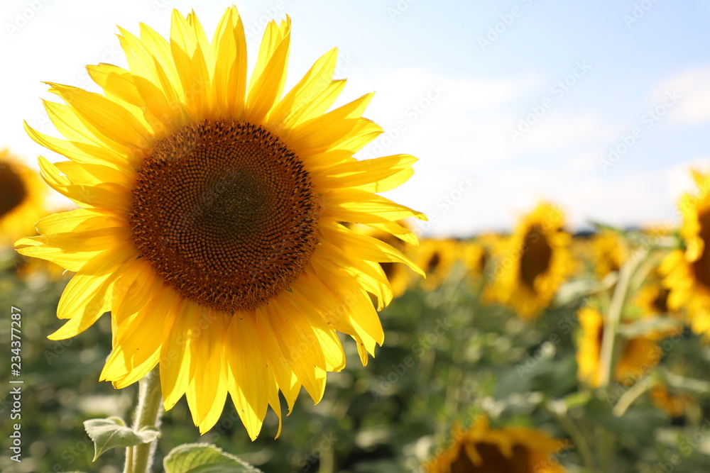Fototapeta premium Sunflower like the sun