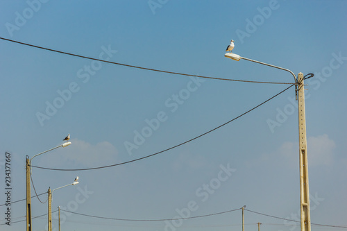 Four Seagulls on top of street lamps connected to power lines, Lagos, Portugal
