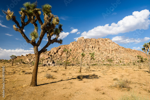A Joshua Tree grows against a backdrop of a small hill in the desert of Joshua Tree National Park in Twentynine Palms  CA.