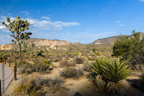 Joshua Trees and other desert flora grow in the desert of Joshua Tree National Park in Twentynine Palms of California.