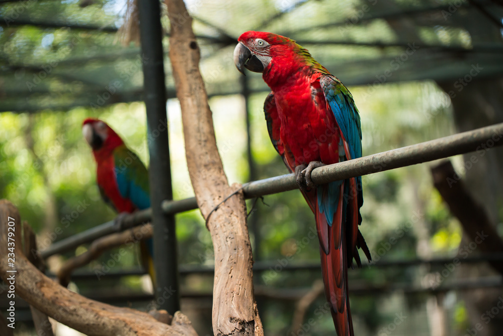 Scarlet macaw parrot bird, beautiful red bird perching on the wooden log