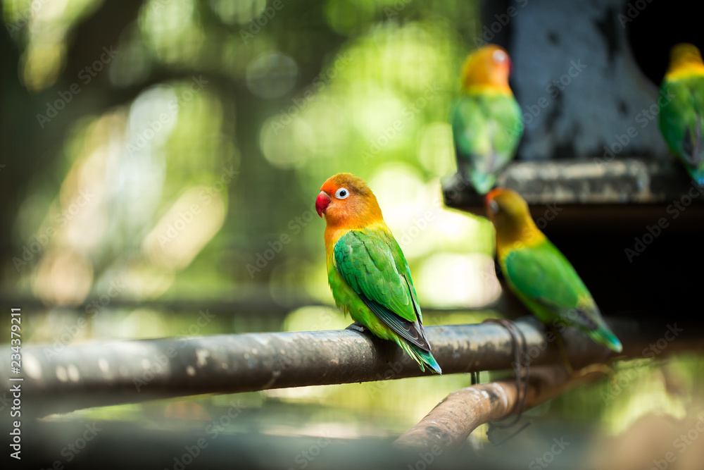 Lovebird parrots sitting together on a tree branch