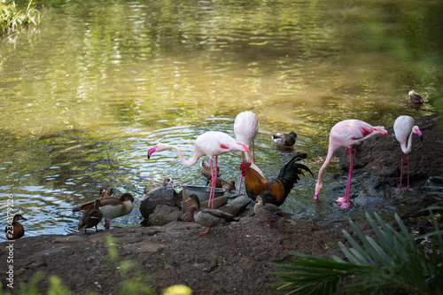 Flamingo, rooster, chicken, duck near water on the farm. photo