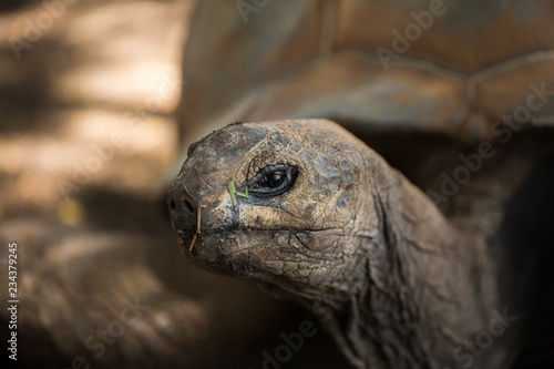Huge turtle closeup looking at the camera. © Artem Zakharov