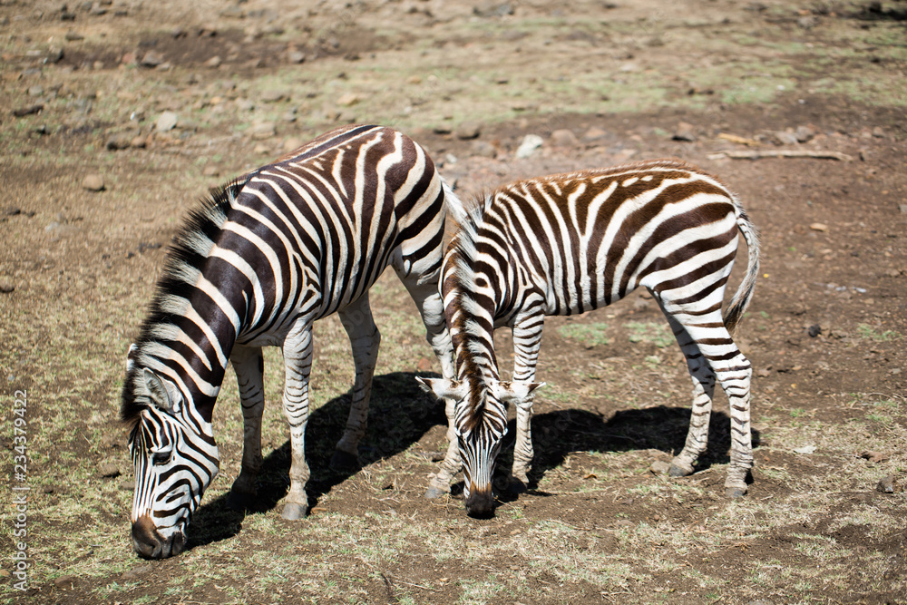 A herd of zebras in the wild. Mauritius. A herd of zebras in the wild. Mauritius.