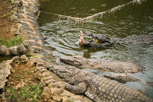 crocodile farm  crocodiles being fed chicken tied to a rope