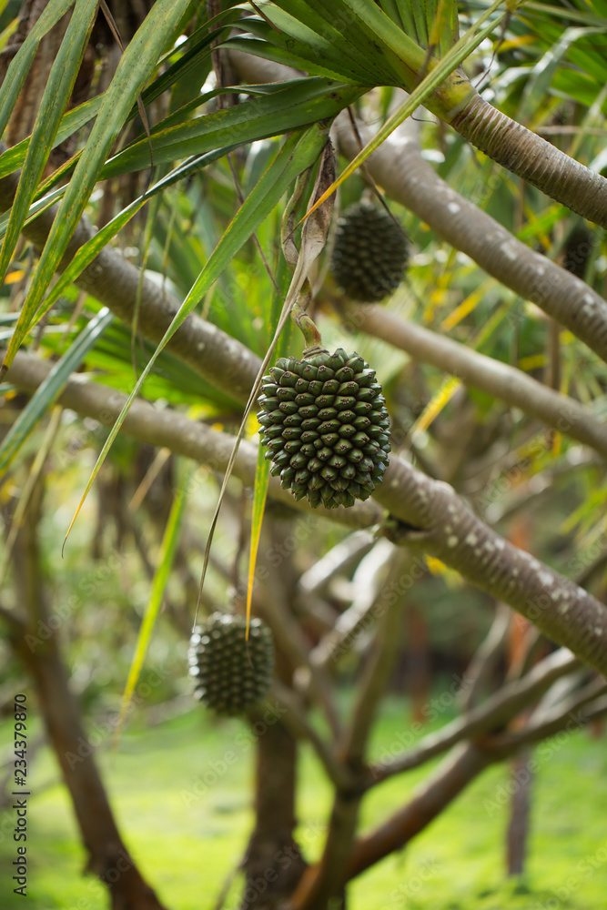 The Fruit of Pandanus utilis