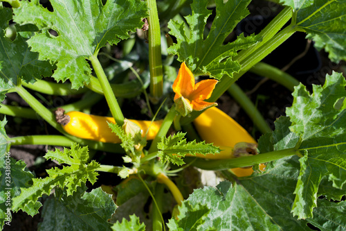  Yellow The zucchini - courgette is a summer squash but is usually harvested when still immature. photo