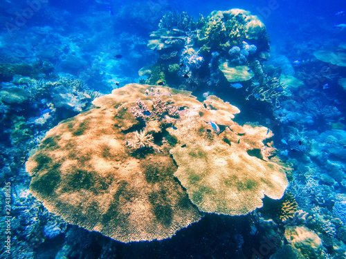 Coral reef in Somosomo Strait off the coast of Taveuni Island, Fiji