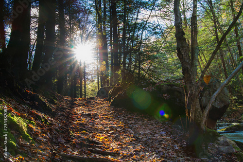 Fototapeta Naklejka Na Ścianę i Meble -  Sunrays Flaring Through Trees In Forest, Illuminating Path Through Pennsylvania Woodland