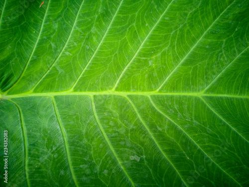 Green leaf with pattern and a bit of sun light.