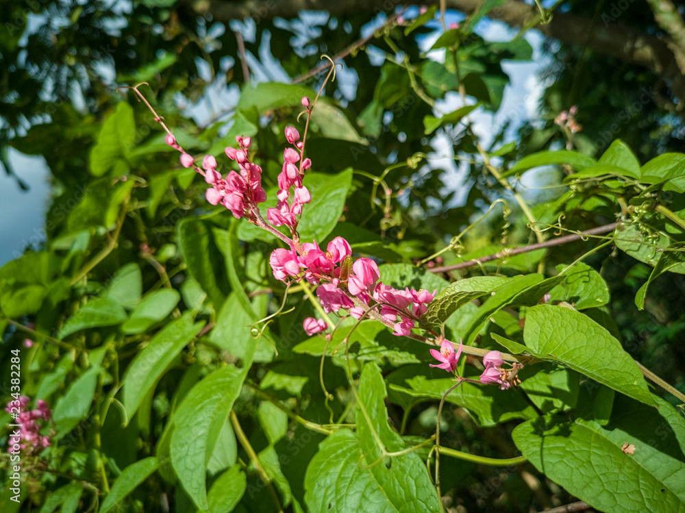 Selected focus white Antigonon leptopus, commonly known as Mexican creeper, coral vine, Coralita, bee bush or San Miguelito vine, is a species of flowering plant in the buckwheat family, Polygonaceae. Selected focus white Antigonon leptopus, commonly known as Mexican creeper, coral vine, Coralita, bee bush or San Miguelito vine, is a species of flowering plant in the buckwheat family, Polygonaceae.