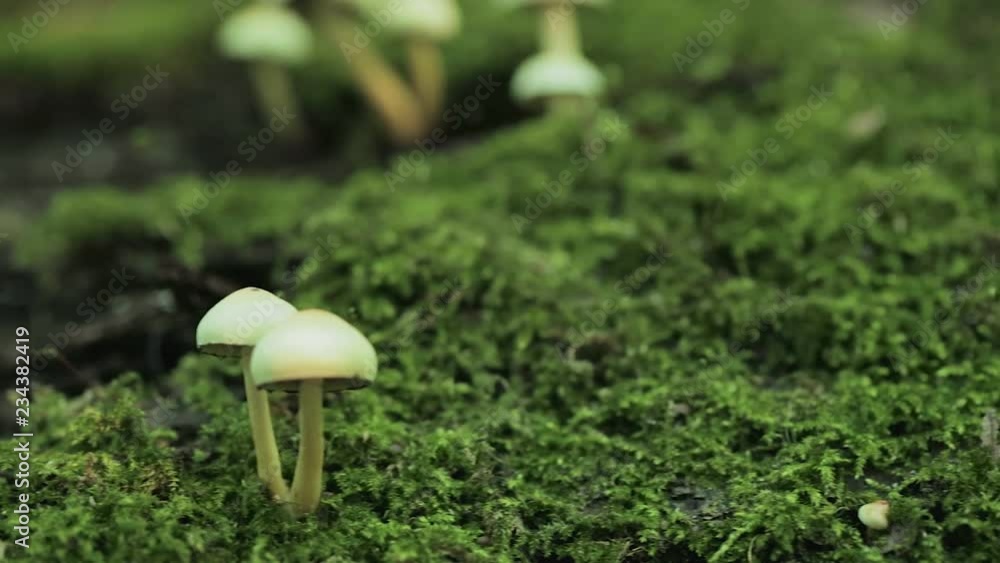 Small mushrooms grow on green moss over a fallen tree log in a wet forest. Small mushrooms grow on green moss over a fallen tree log in a wet forest.